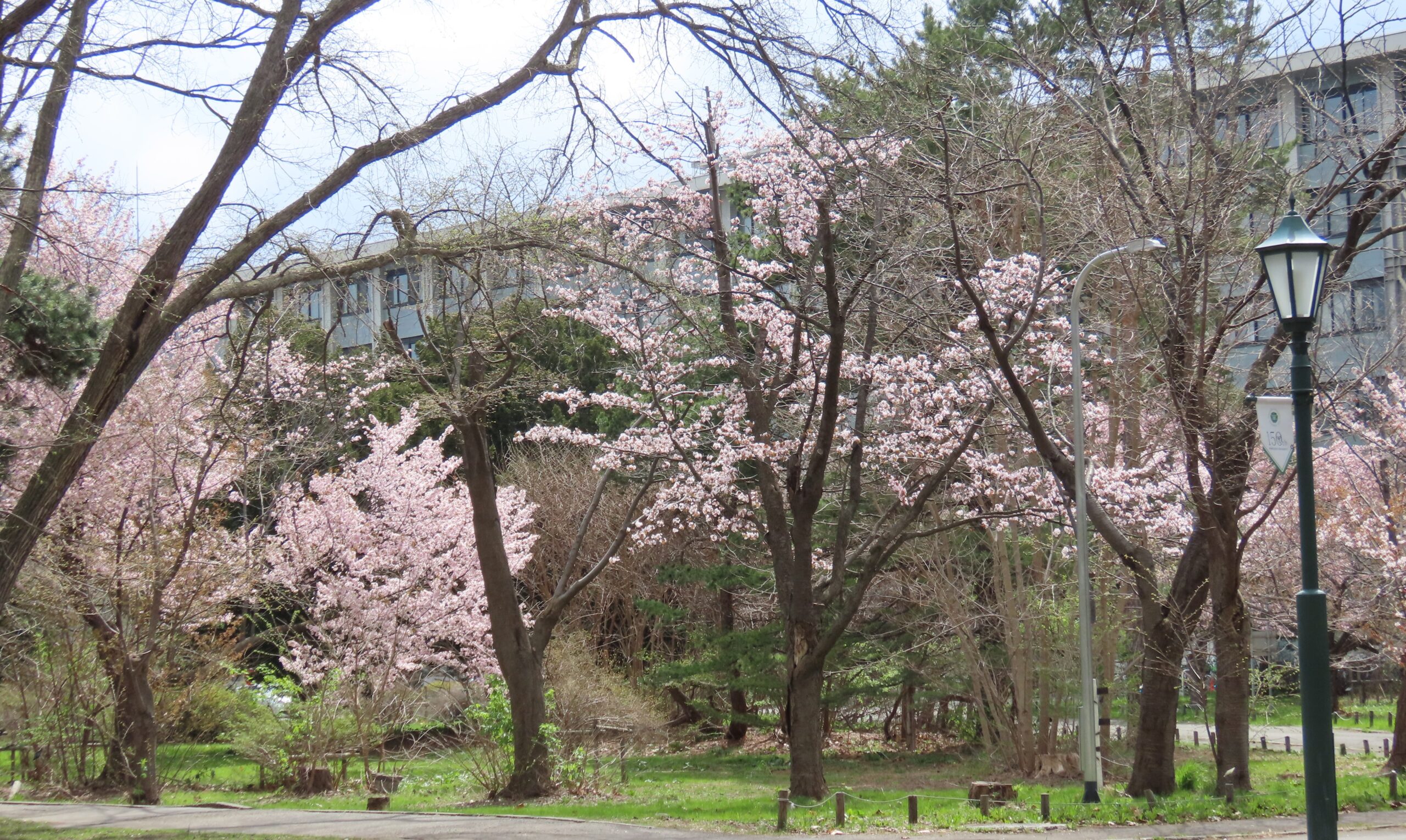 工学部前の桜